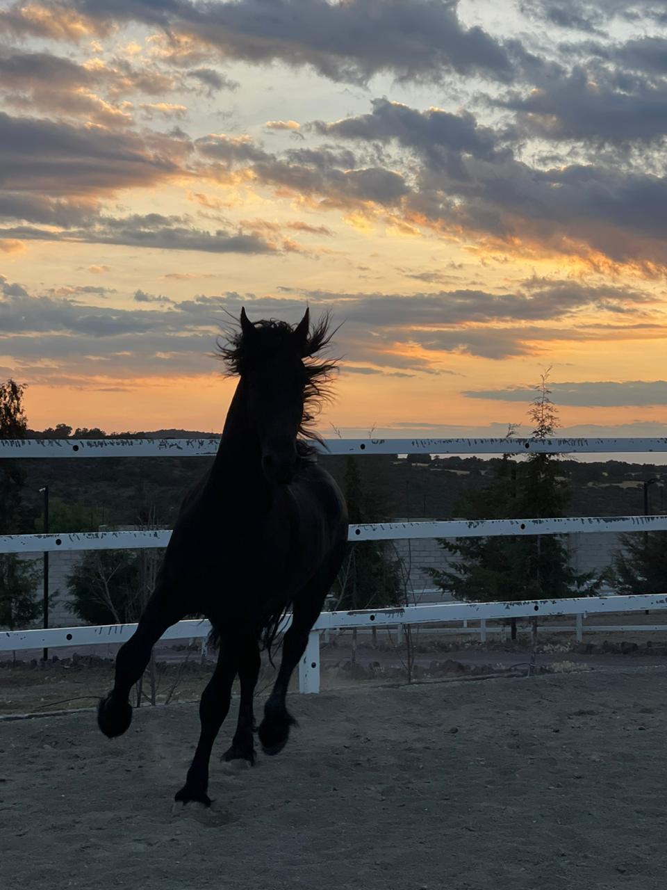 WhatsApp Image 2024-11-22 at 2.05.54 PM (2)